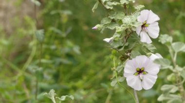 Lavatera maritima. Birçok Lavatera türü şimdi ilgili cins Malva transfer edilmiştir. Lavatera türleri ağaç mallows veya gül mallows, kraliyet mallows veya yıllık darağacı olarak bilinir.