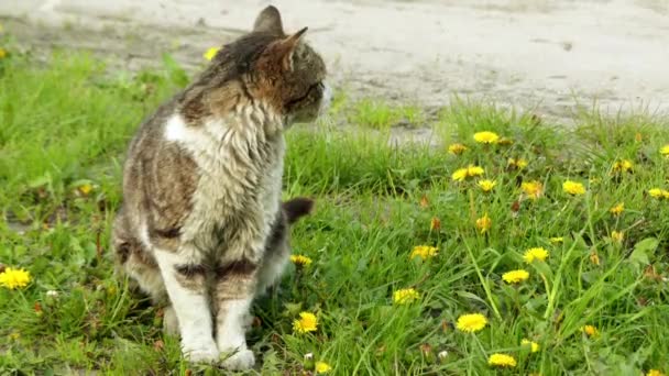 Gatto Grigio Va Su Un Prato Con Erba Alta Gatto Domestico O Il