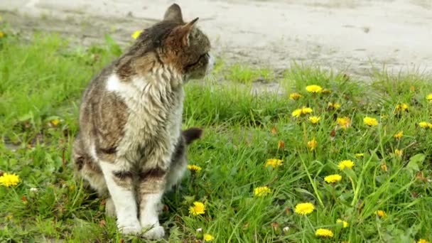 Die graue Katze geht auf eine Wiese mit hohem Gras. Hauskatze oder Wildkatze (felis silvestris catus) ist ein kleines, typisch pelziges, fleischfressendes Säugetier. — Stockvideo