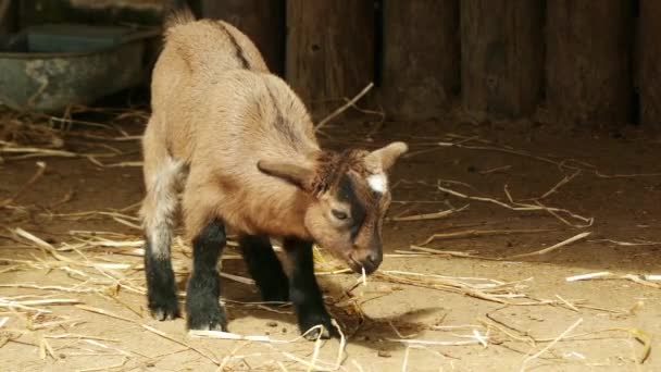 Uppkomsten av tjeckiska rasen getter (Brown Shorthaired Get eller Brun haired get) refererar till andra hälften av 20 c. För nya rasen av begagnad alpin brun (Alpenziege) och tyska brun (Erzgebirgziege) getter. — Stockvideo