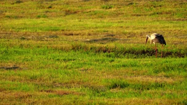 Der Weißstorch (ciconia) ist ein großer Vogel in der Storchenfamilie ciconiidae. Sein Gefieder ist überwiegend weiß, mit schwarzen Flügeln. Erwachsene haben lange rote Beine und lange spitze rote Schnäbel. — Stockvideo