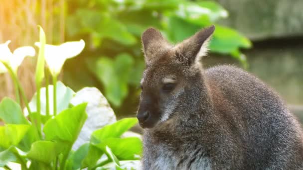 Parma wallaby (macropus parma) wurde erstmals um 1840 vom britischen Naturforscher John Gould beschrieben. Es handelt sich um ein scheues, kryptisches Wesen aus den feuchten Sklerophyllwäldern der südlichen New South Wales (Australien).). — Stockvideo