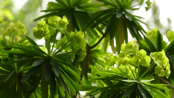 Euphorbia bourgeana (lambii), ook wel de boom Euphorbia genoemd, is een soort van wolfsmelk die inheems is in La Gomera op de Canarische eilanden. — Stockvideo