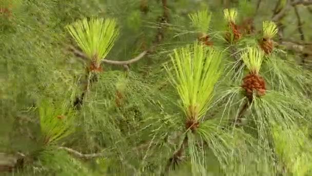 Pinus canariensis, Kanarieöarna tallen, är en art av gymnosperm i barrträd familjen Pinaceae. Det är ett stort, vintergröna träd infödda och endemiska till yttre Kanarieöarna. — Stockvideo