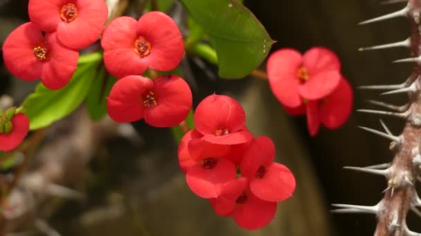 海棠 （荆棘里的基督的植物，基督荆棘王冠） 是一种大戟家庭 euphorbiaciae，原产于马达加斯加的开花植物. — 图库视频影像