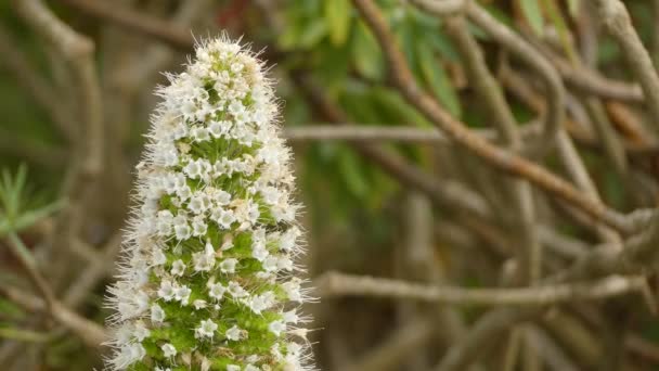 Echium 单体植物（珠宝塔）是一种草本植物，生长高度达 3 米。它在特内里费岛流行，主要在马西佐德阿纳加. — 图库视频影像