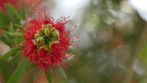 Melaleuca viminalis, comúnmente conocida como cepillo de botella llorón, o cepillo de botella de arroyo o Callistemon viminalis es una planta en la familia de los mirtos, Myrtaceae y es endémica de Australia. . — Vídeos de Stock