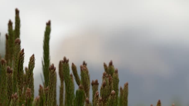 Transfer focus: Pinus halepensis, beter bekend als de Aleppo Pine, is een dennen die inheems is in het Middellandse Zeegebied. In Israël heet Jeruzalem Pine. — Stockvideo