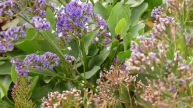 Limonium sventenii, Limonium 120 çiçek türlerinin bir cinstir. Üyeler da deniz-lavanta, statice veya marsh-biberiye verilir.