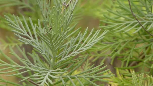 Lavandula buchii är en växtart i familjen Kransblommiga växter, som förekommer i Medelhavet, Atlanten och arabiska halvön.. — Stockvideo