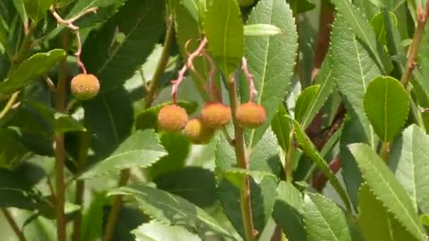 Arbutus unedo (aardbeiboom) is een groenblijvende struik of kleine boom in de heifamilie (Ericaceae), bekend als Ierse aardbeiboom, of appel Kaïn of suikerriet of soms Killarney. — Stockvideo