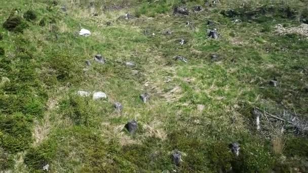 Blick von oben auf die Steppe mit Gräsern und niedrigen jungen Bäumen. — Stockvideo