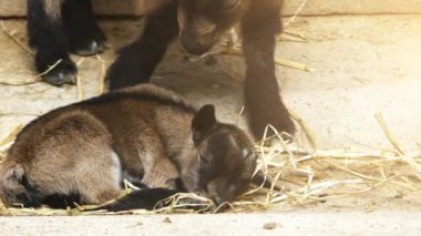 Çek cins keçi (Brown Shorthaired keçi veya kahverengi saçlı keçi) ortaya çıkması için ikinci yarı-in 20 c anlamına gelir. Kullanılan Alp brown (Alpenziege) yeni nesil için ve Almanca (Erzgebirgziege) keçi kahverengi.
