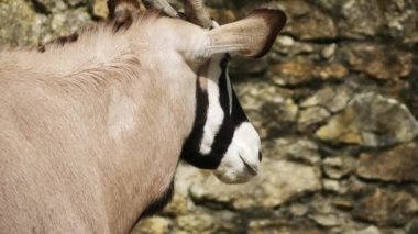 Gemsbok veya gemsbuck (Oryx gazella) Oryx cins içinde büyük bir antilop var. Yerli-e doğru Güney Afrika, Kalahari Çölü gibi kurak bölgelerde. Gemsbok arması Namibya tasvir.