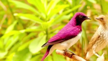 Ayrıca Erik renginde starling veya Ametist starling, olarak bilinen Menekşe destekli starling (Cinnyricinclus leucogaster), nispeten küçük starling Sturnidae ailesindeki familyasından bir.