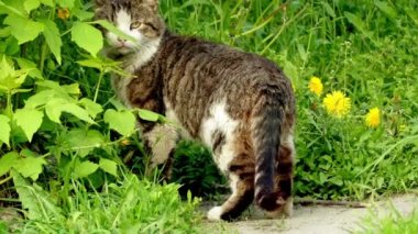 Gri kedi bir çayır uzun otların ile devam ediyor. Yerli kedi ya da feral kedi (Felis silvestris catus) küçük, genellikle tüylü, etçil bir memeli olduğu.