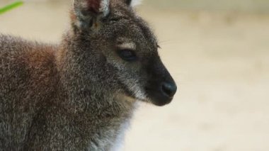 Parma kanguru (Macropus parma) yaklaşık 1840 yılında ilk tarif eden İngiliz doğabilimci tarafından John Gould. Güney New South Wales (Avustralya ıslak sclerophyll ormanların utangaç, gizemli bir yaratık).