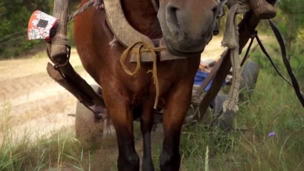 A bay horse, aknázni a fából készült szekér, a háttérben a nyári zöld vidéken. — Stock videók