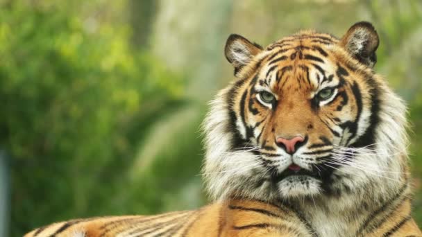 Бенгальский тигр, также называемый королевским бенгальским тигром (Panthera tigris), является самым многочисленным подвидом тигра. Является национальным животным Индии и Бангладеш . — стоковое видео