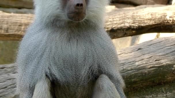 De Wanderoe (Macaca silenus), of de wanderoo, is een oude wereld aap die endemisch in de West-Ghats van Zuid-India. — Stockvideo