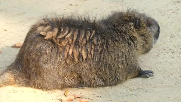 자애 (Myocastor coypus), 일컬어 강 쥐 또는 여성, 큰, 초 식, semiaquatic 설치류 및 Myocastoridae 가족의 유일한 일원 이다. — 비디오