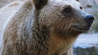 4 k kahverengi ayı (Ursus arctos) herhangi bir yaşam ursid en geniş dağılımı ile büyük bir ayı var. Bu tür çok Kuzey Avrasya ve Kuzey Amerika dağıtılır.