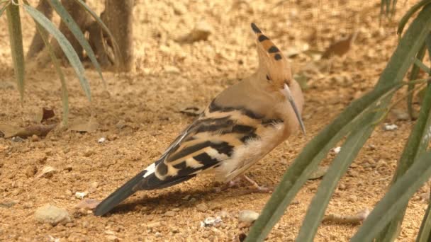 The hoopoe (Upupa epops) is a colourful bird found across Afro-Eurasia, notable for its distinctive crown" of feathers. It is the only extant species in the family Upupidae." — Stock Video