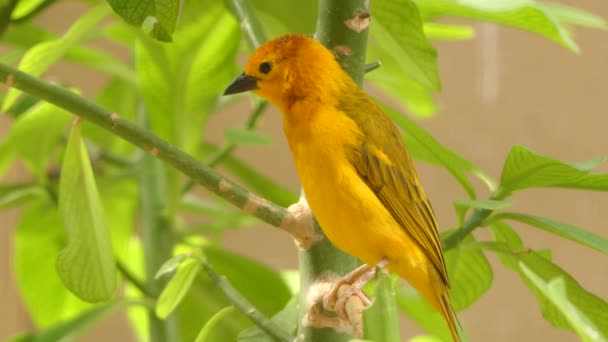 タベタ ウィーバー (Ploceus castaneiceps) は、ハタオリドリ科の家族の中の鳥の種です。それは、ケニアとタンザニアで発見されます。鳥の名前は鳥のユニークなマーキングから来る. — ストック動画