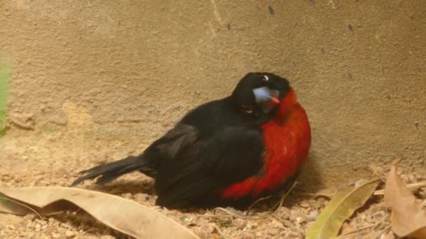 De westerse bluebill (Spermophaga haematina) is een algemene soort van prachtvinken in Afrika. Het mannetje van deze soort heeft een rode omver te werpen blauwe wetsvoorstel en rode flanken van de kin naar de borst. — Stockvideo