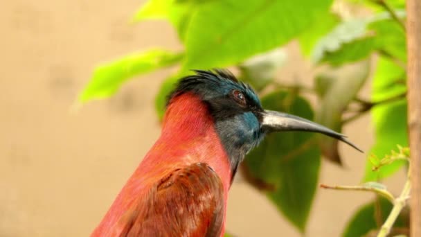 Severní carmine bee-eater (Merops nubicus) je africký poblíž zpěvný pták z čeledi bee-eater, Meropidae. Alternativní názvy společných patří carmine bee-eater nebo Nubian bee-eater. — Stock video