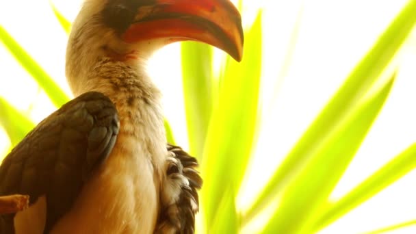 Von der Decken hornbill (Tockus deckeni) är en hornbill Funna i Östafrika, särskilt till öster om den östafrikanska Rift, från Etiopien söderut till Tanzania. — Stockvideo