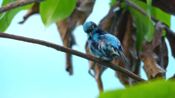 The black-faced dacnis (Dacnis lineata) is a species of bird in the family Thraupidae. It is found in humid forest in the Amazon and the Choco-Magdalena. — Stock Video