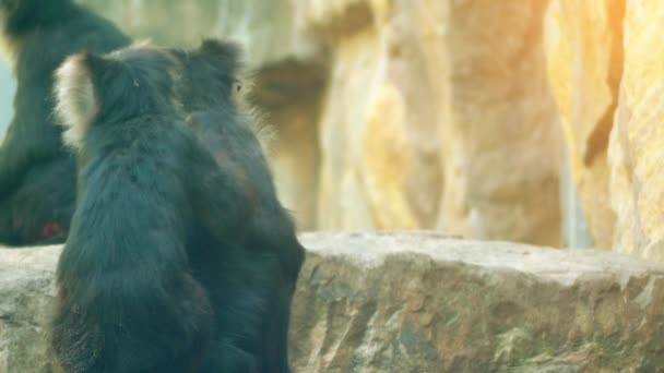 The lion-tailed macaque (Macaca silenus), or the wanderoo, is an Old World monkey endemic to the Western Ghats of South India. — Stock Video