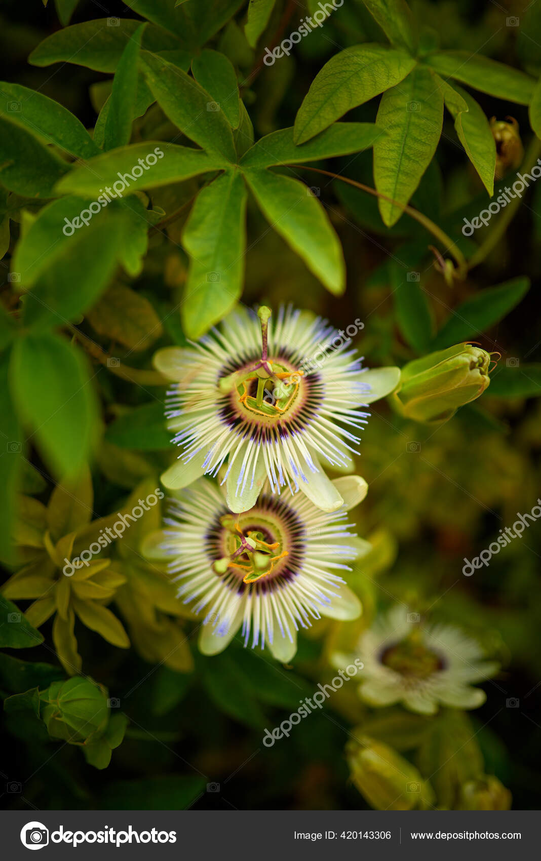 Passiflora Caerulea Blue Passionflower Bluecrown Passionflower Common Passion Flower Species Stock Photo Image By C Bestphotostudio Passiflora Caerulea Blue Passionflower Bluecrown Passionflower Common Passion Flower Species Stock Photo Image By C Bestphotostudio