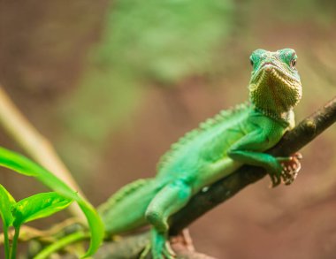 Yeşil iguana (bambu tavuğu ya da ağaçların tavuğu olarak da bilinir), iguanagiller (Iguana) familyasından büyük, ağaçsı ve otçul bir sürüngen türüdür..