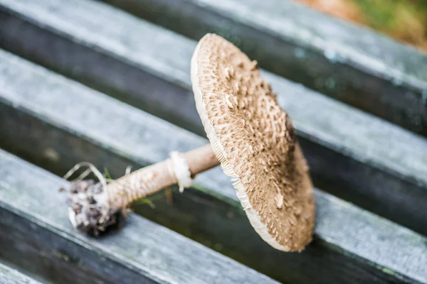 벤치에는 우산이 있습니다 Macrolepiota Procera 파라솔 버섯으로 파라솔을 열매를 바시디 — 스톡 사진