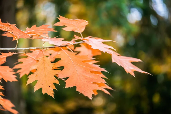 Hojas Otoño Roble Rojo Quercus Rubra Roble Rojo Del Norte — Foto de Stock