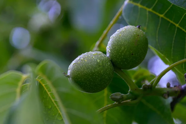 Two Green Walnuts Branch Rain — Stock Photo, Image