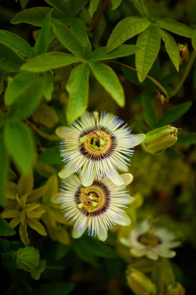 Passiflora Caerulea Kék Golgotavirág Kék Koronás Golgotavirág Vagy Közös Szenvedély — Stock Fotó