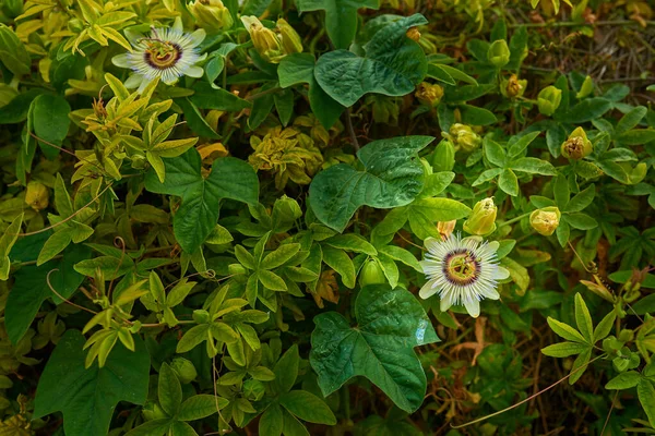 Passiflora Caerulea Uma Espécie Planta Com Flor Pertencente Família Asteraceae — Fotografia de Stock