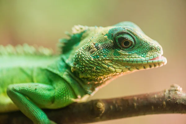 Yeşil Iguana Bambu Tavuğu Ağaçların Tavuğu Olarak Bilinir Iguanagiller Iguana — Stok fotoğraf