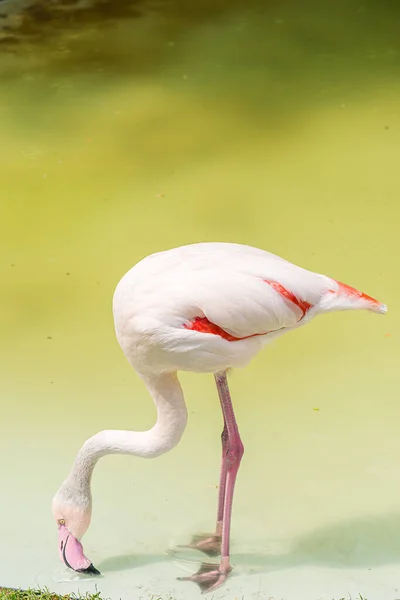 火烈鸟的嘴和粉色的湖水一起在他们的饮用水上行走 大火烈鸟 Phoenicopterus Roseus 是火烈鸟科最广泛和最大的物种 — 图库照片