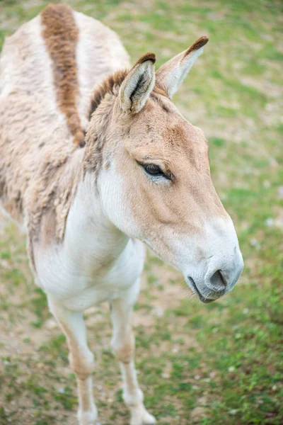 Onager Equus Hemionus Also Known Hemione Asiatic Wild Ass Species — Stock Photo, Image