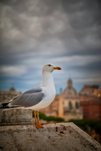 Large Gray Seagull Nearby Basilica Mary Altar Heaven Rome Italy — Stock Photo, Image