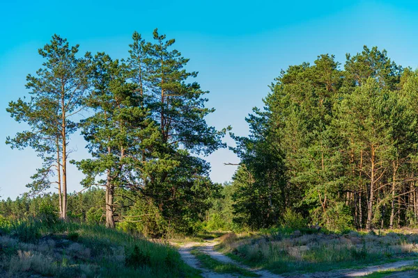 Rand Van Een Dennenbos Met Een Landweggetje — Stockfoto