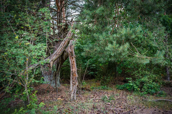 Het Oude Rotte Hout Het Dennenbos Vernietigen — Stockfoto