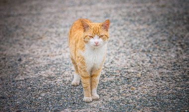 Kızıl kedi eski asfalt yolda duruyor..