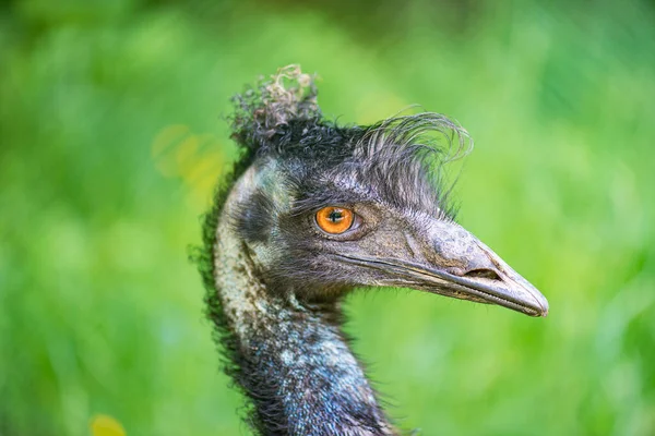 Emu Dromaus Novaehollandiae はオーストラリアに固有であり オーストラリアで最大の鳥類であり ドロマイオス属の唯一の現存する属である — ストック写真