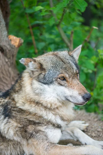 Europejski Wilk Odpoczywający Cieniu Drzew Eurazjatycki Wilk Canis Lupus Lupus — Zdjęcie stockowe