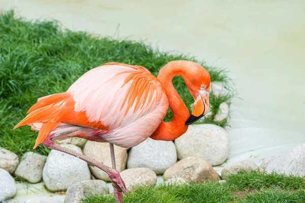 粉红的火烈鸟在岩石和湖岸的背景下 大火烈鸟 Phoenicopterus Roseus 是火烈鸟科最广泛和最大的物种 — 图库照片